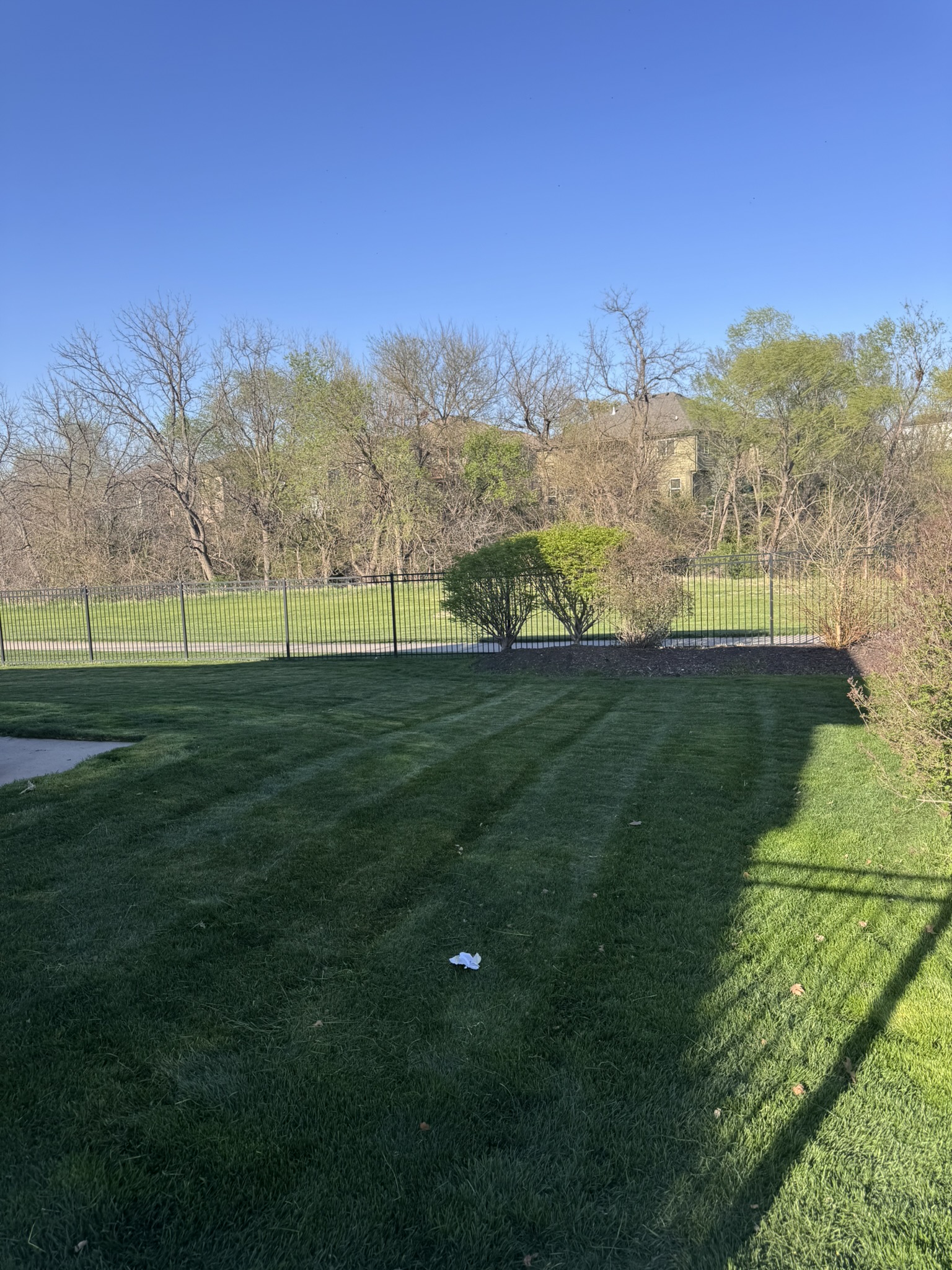 Backyard lawn with diagonal mowing stripes and metal fence